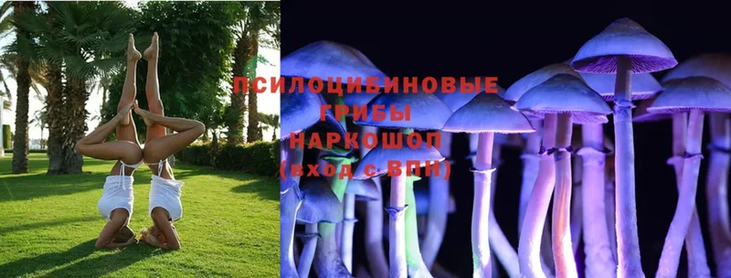 сколько стоит  Светлоград  Галлюциногенные грибы Psilocybe 